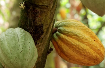 28/04/26  Le d�ficit pluviom�trique fait peser des craintes sur la r�colte de cacao en C�te d'Ivoire